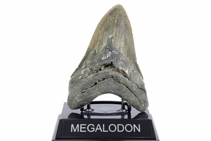 Serrated, Fossil Megalodon Tooth - North Carolina #345667